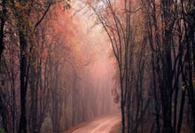 IM电竞官网-关于篮网B队碾压西班牙男篮，库里统治全场的信息